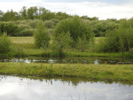 Mokkelengoor